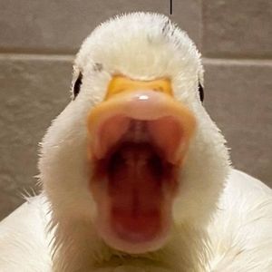 Meet your Posher, Reed